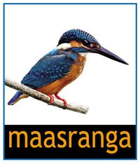 Maasranga TV